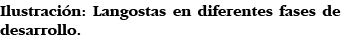 Ilustración: Langostas en diferentes fases de desarrollo 