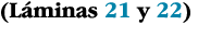 (Láminas 21 y 22)