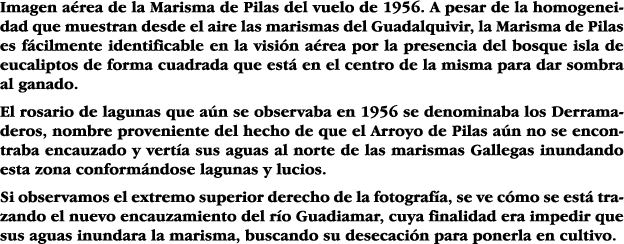 Imagen aérea de la Marisma de Pilas del vuelo de 1956  A pesar de la homogeneidad que muestran desde el aire las mari   